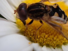 Parhelophilus rex