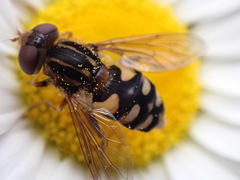 Parhelophilus rex