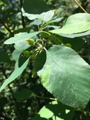 Amelanchier amabilis