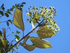 Sinclairia discolor