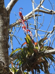 Tillandsia belloensis