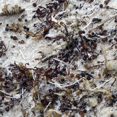 Syringodium filiforme