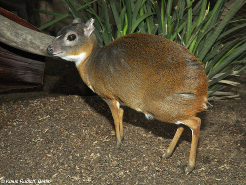 Royal Antelope (Neotragus pygmaeus) — Least Concern Mammalia