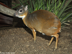 Royal Antelope photo 1