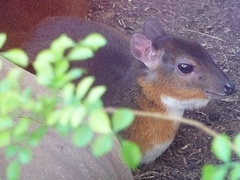 Royal Antelope photo 2