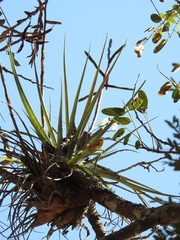 Tillandsia makoyana