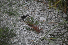Rallus tenuirostris