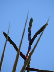 Tillandsia makoyana