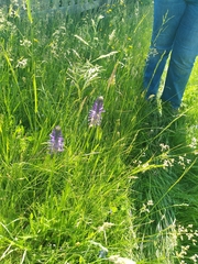 Phyteuma persicifolium