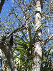 Tillandsia makoyana