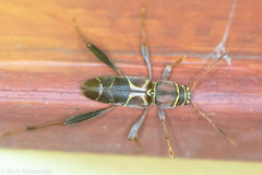 Neoclytus mucronatus
