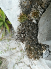 Coryphantha neglecta