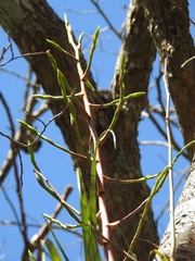 Tillandsia makoyana