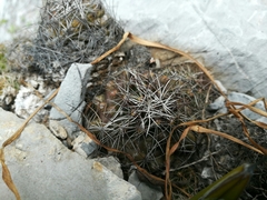 Coryphantha neglecta