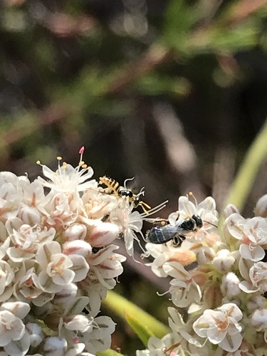 Rhus Fairy Bee photo 4