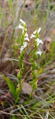 Spiranthes aestivalis