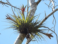 Tillandsia zoquensis