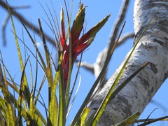Tillandsia zoquensis