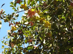 Semialarium mexicanum