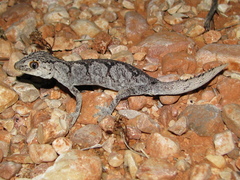 Strophurus ciliaris