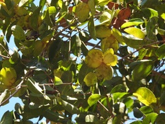 Semialarium mexicanum