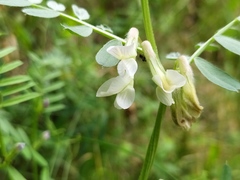 Vicia pannonica