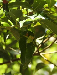 Lycambes