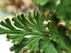 Selaginella ribae