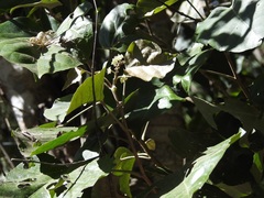 Croton guatemalensis