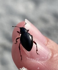 Otiorhynchus atroapterus