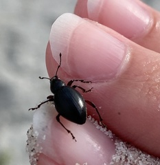 Otiorhynchus atroapterus