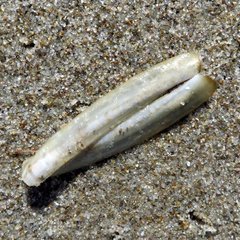 Ensis