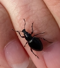 Otiorhynchus atroapterus