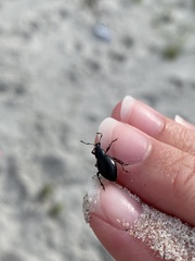 Otiorhynchus atroapterus