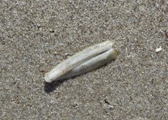 Ensis