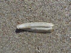 Ensis