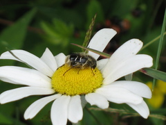 Trichiotinus assimilis