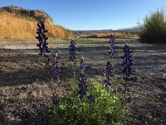 Lupinus havardii