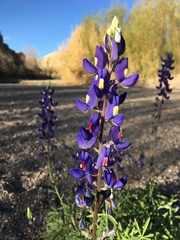 Lupinus havardii