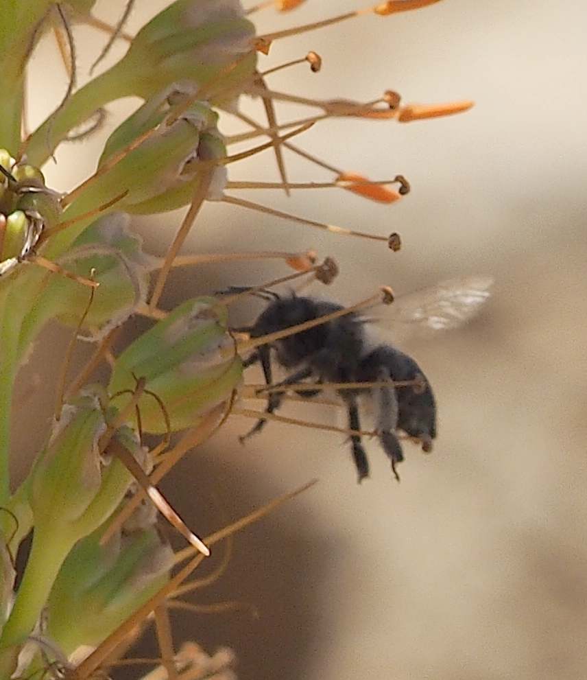 Anthophora nigriceps
