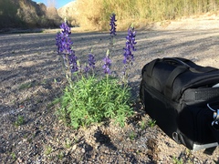 Lupinus havardii
