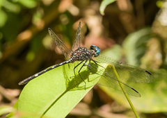 Dythemis nigra