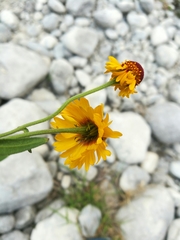 Helenium amphibolum