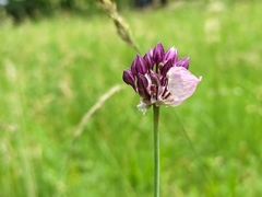 Allium