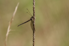 Ascaloptynx appendiculata