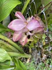 Curcuma petiolata