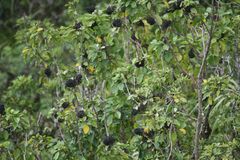 Cheirodendron trigynum