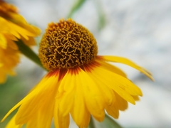 Helenium amphibolum