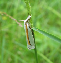 Crambus girardellus