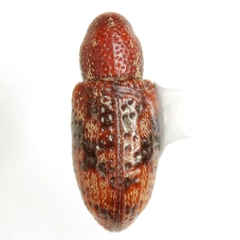 Tyloderma sphaerocarpae
